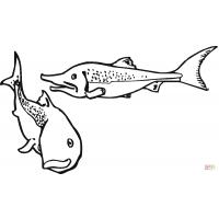 Pacific salmon coloring pages