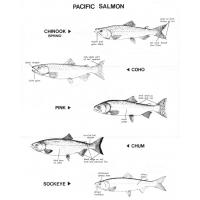 Pacific salmon coloring pages
