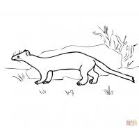 Ermine coloring pages
