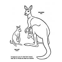 Kangaroo coloring pages