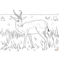Springbok coloring pages