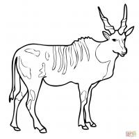 Springbok coloring pages