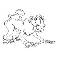 Baboon coloring pages