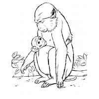 Baboon coloring pages