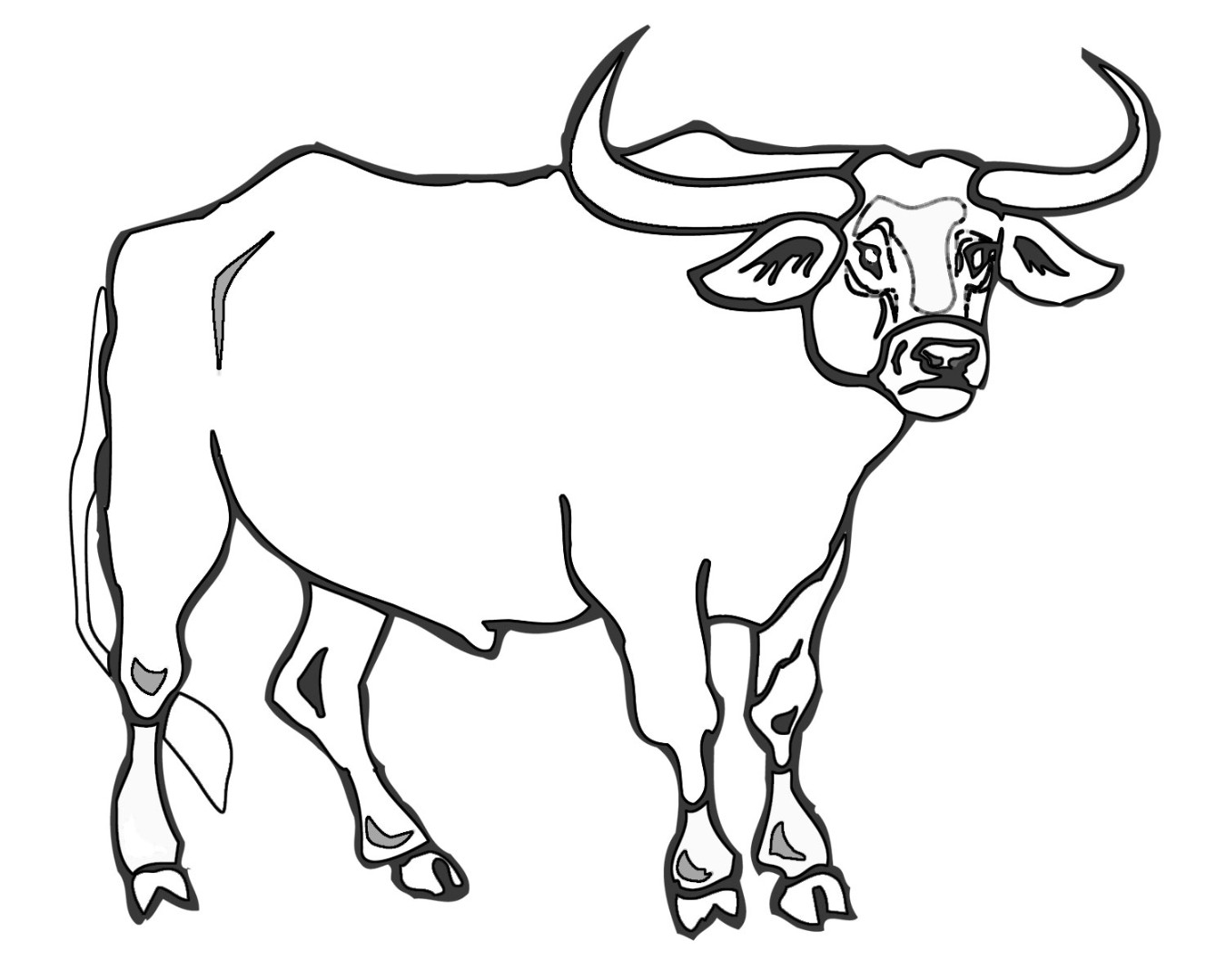 Bull coloring pages to download and print for free