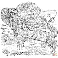 Lizard coloring pages