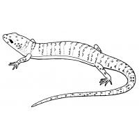 Monitor lizard coloring pages