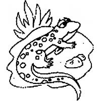 Monitor lizard coloring pages