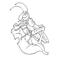 Grasshoppers coloring pages
