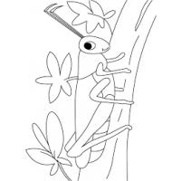 Grasshoppers coloring pages