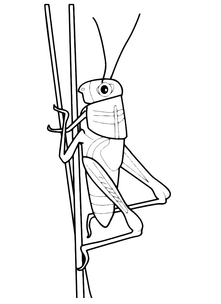 Grasshoppers coloring pages to download and print for free