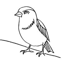 Sparrow coloring pages