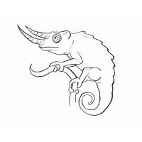 Chameleon Coloring Pages