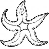 Starfish coloring pages