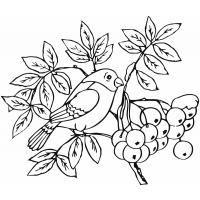 Bullfinch coloring pages