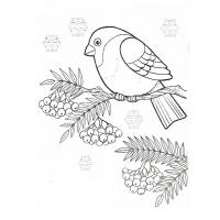 Bullfinch coloring pages