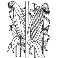 Corn coloring pages