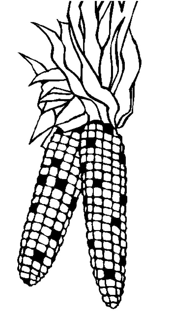 Indian Corn Template Coloring Pages