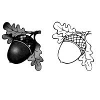 Acorn coloring pages