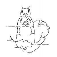 Acorn coloring pages