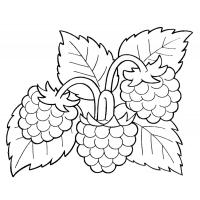 Berries coloring pages