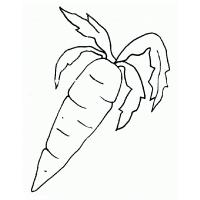 Carrot coloring pages