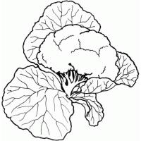 Cabbage coloring pages