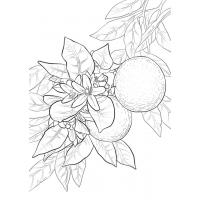 Orange coloring pages