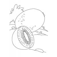 Kiwi coloring pages