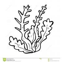 Seaweed coloring pages