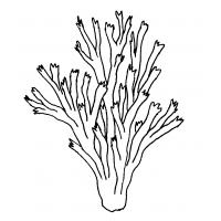 Seaweed coloring pages