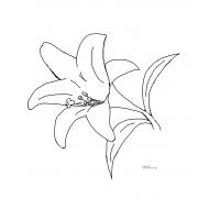 Lily coloring pages