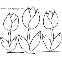 Tulip coloring pages