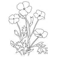 Poppy flowers coloring pages