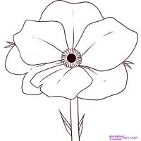 Poppy flowers coloring pages
