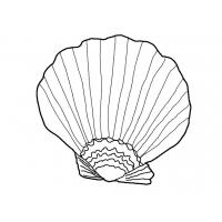 Seashell coloring pages
