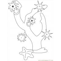 Coral coloring pages