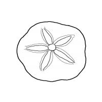 Shell coloring pages