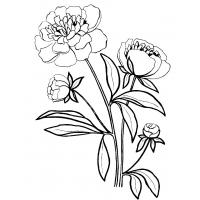 Peony coloring pages